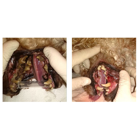 Odstranění zubního kamene u psů