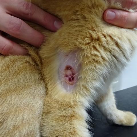 Otevřená rána, zřejmě po kocouří pranici