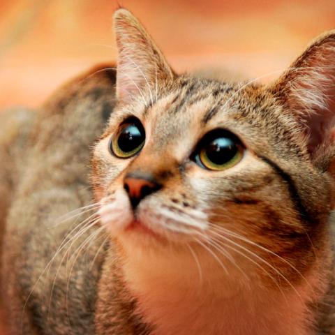 Leila