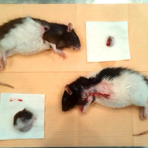 Odstranění tumoru mléčných žláz u potkánka