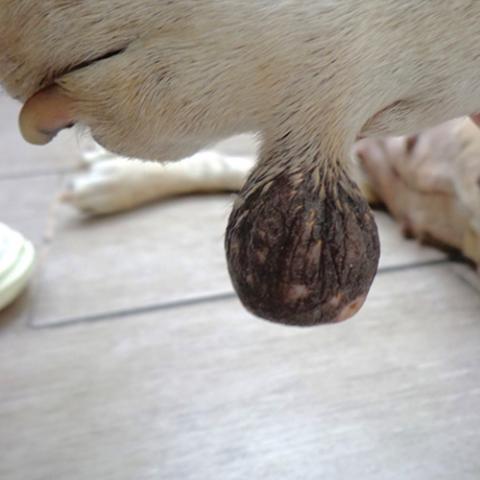 Kožní tumor u fenky