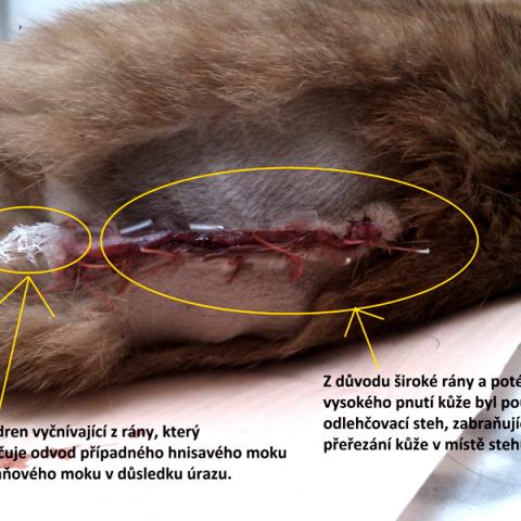 Zašití rány po ocasu odlehčovacím stehem
