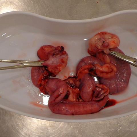 Zánět dělohy u fenky ( pyometra )